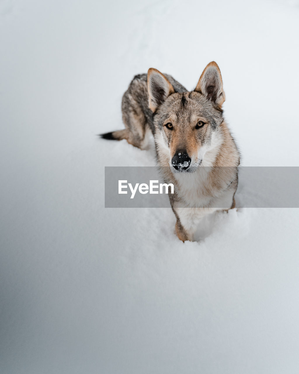 Portrait of a dog on snow