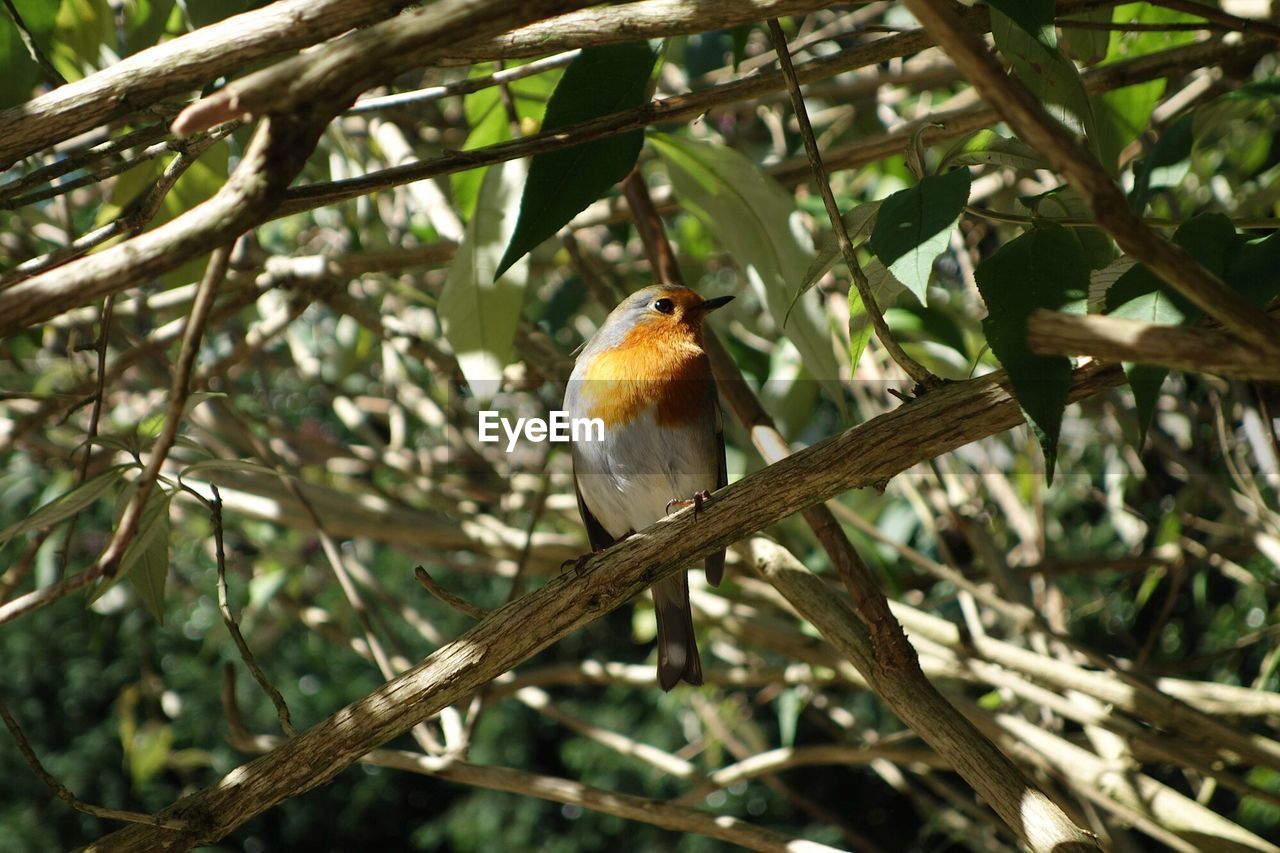 CLOSE-UP OF SPARROW PERCHING ON BRANCH