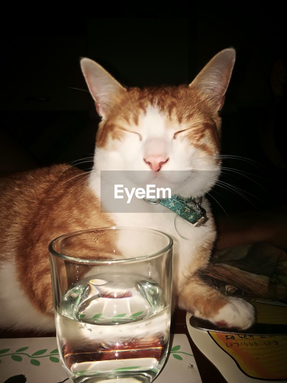 CLOSE-UP OF A CAT DRINKING GLASS WITH A EYES