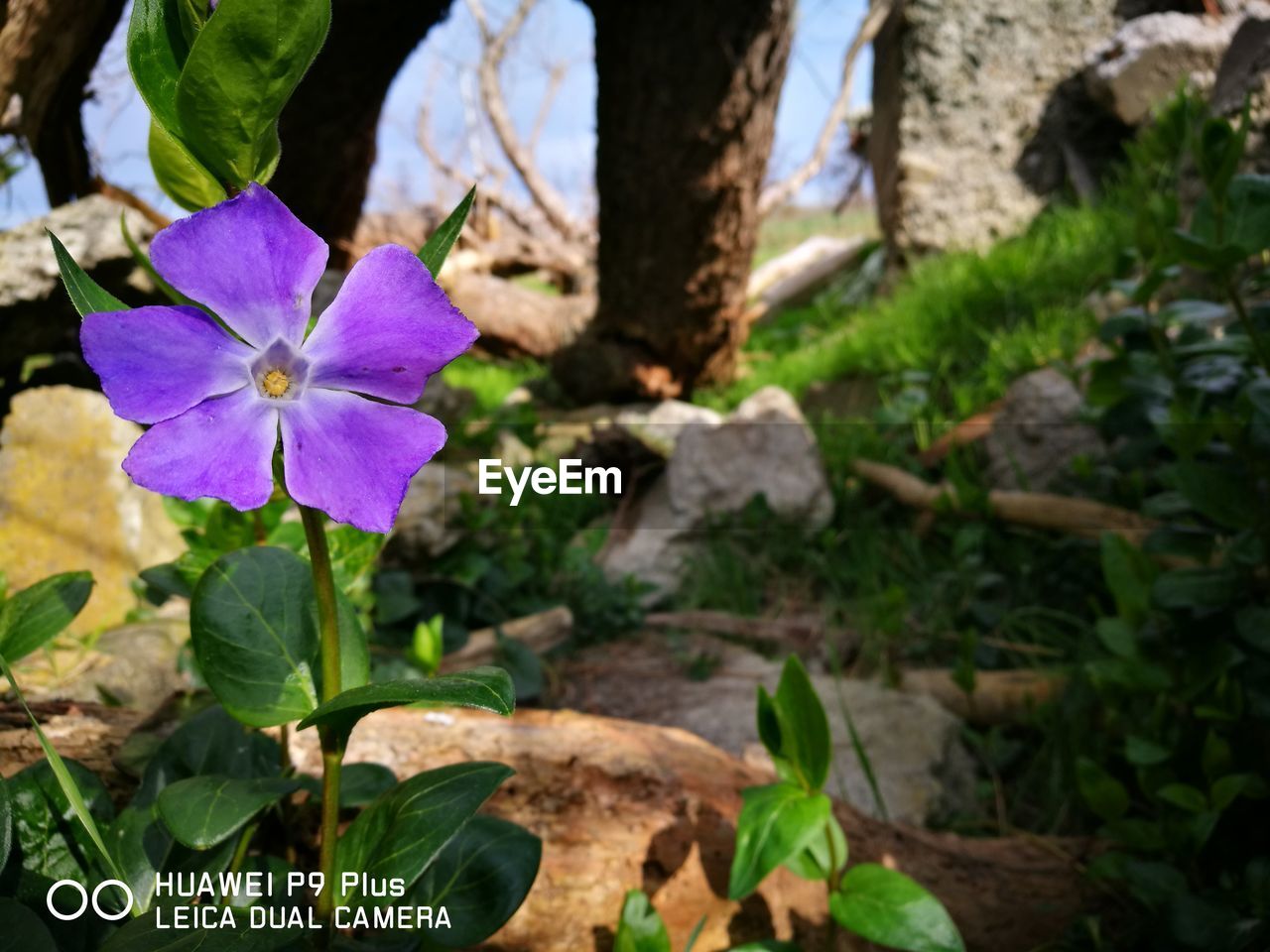 CLOSE-UP OF IRIS BLOOMING IN PARK