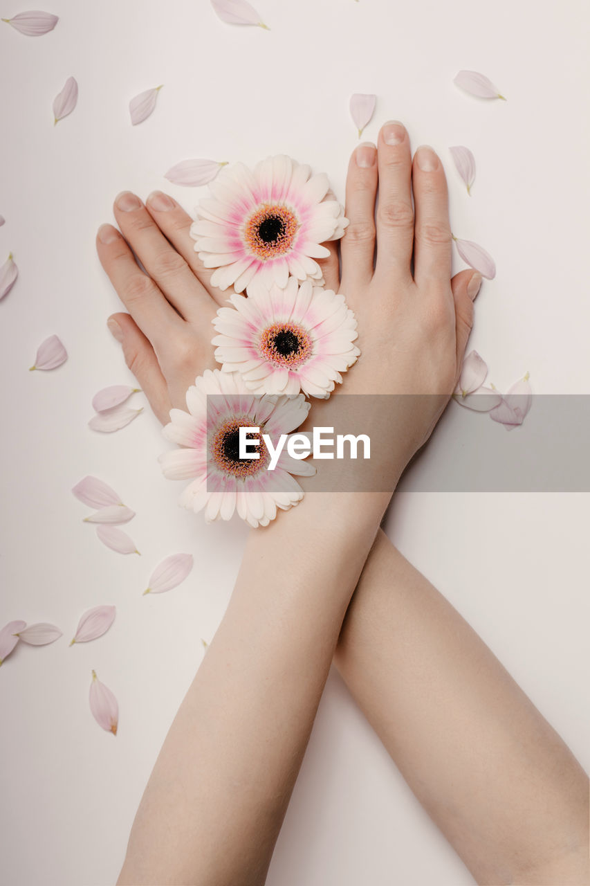 HIGH ANGLE VIEW OF WOMAN HAND HOLDING DAISY
