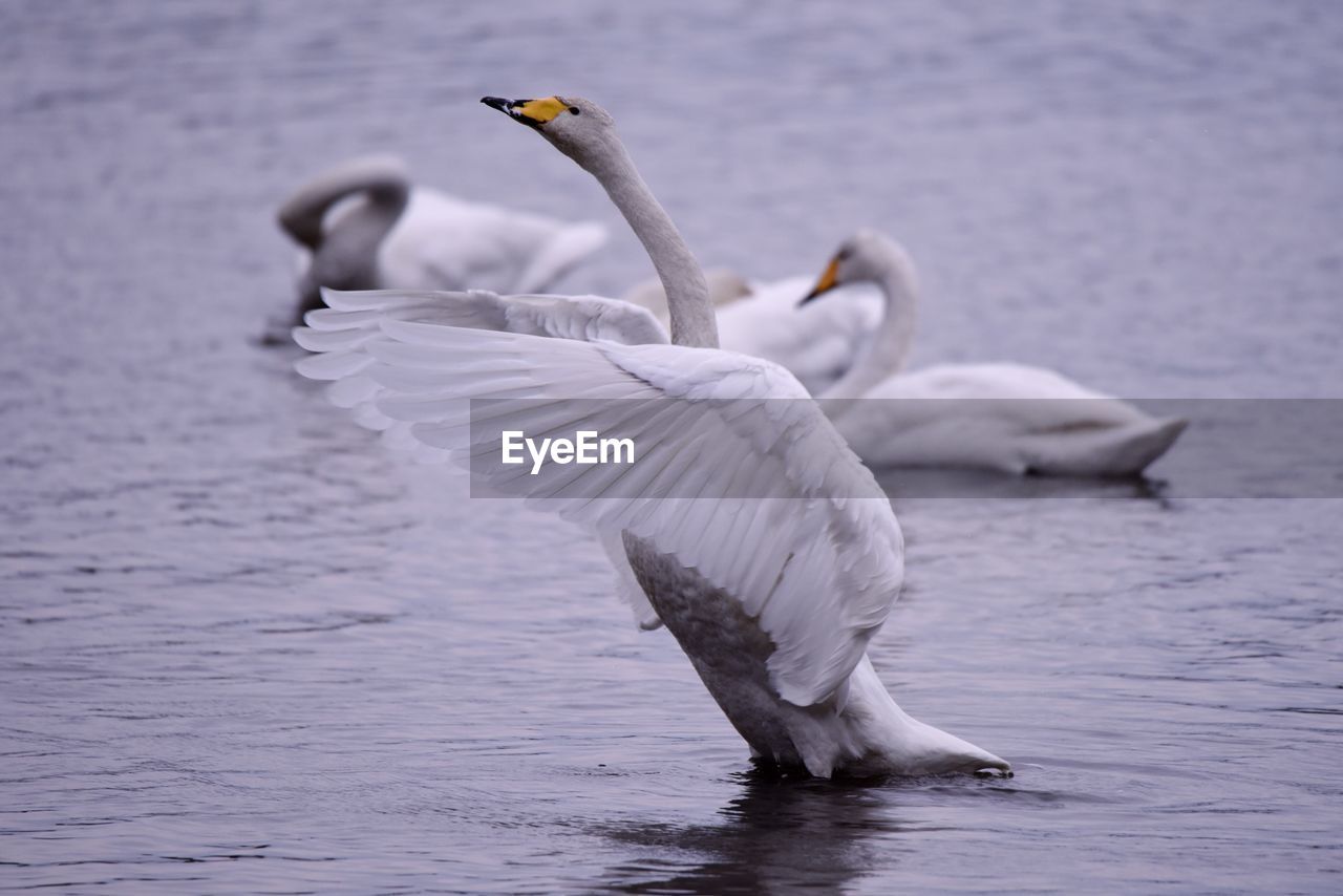 SWANS ON LAKE