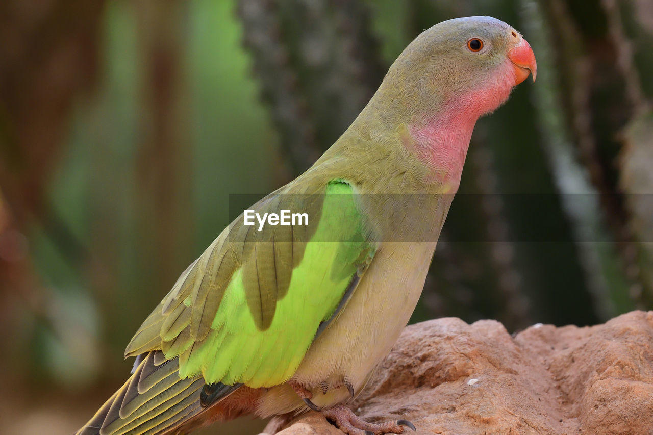 Close-up of a princess parakeet perching on tree