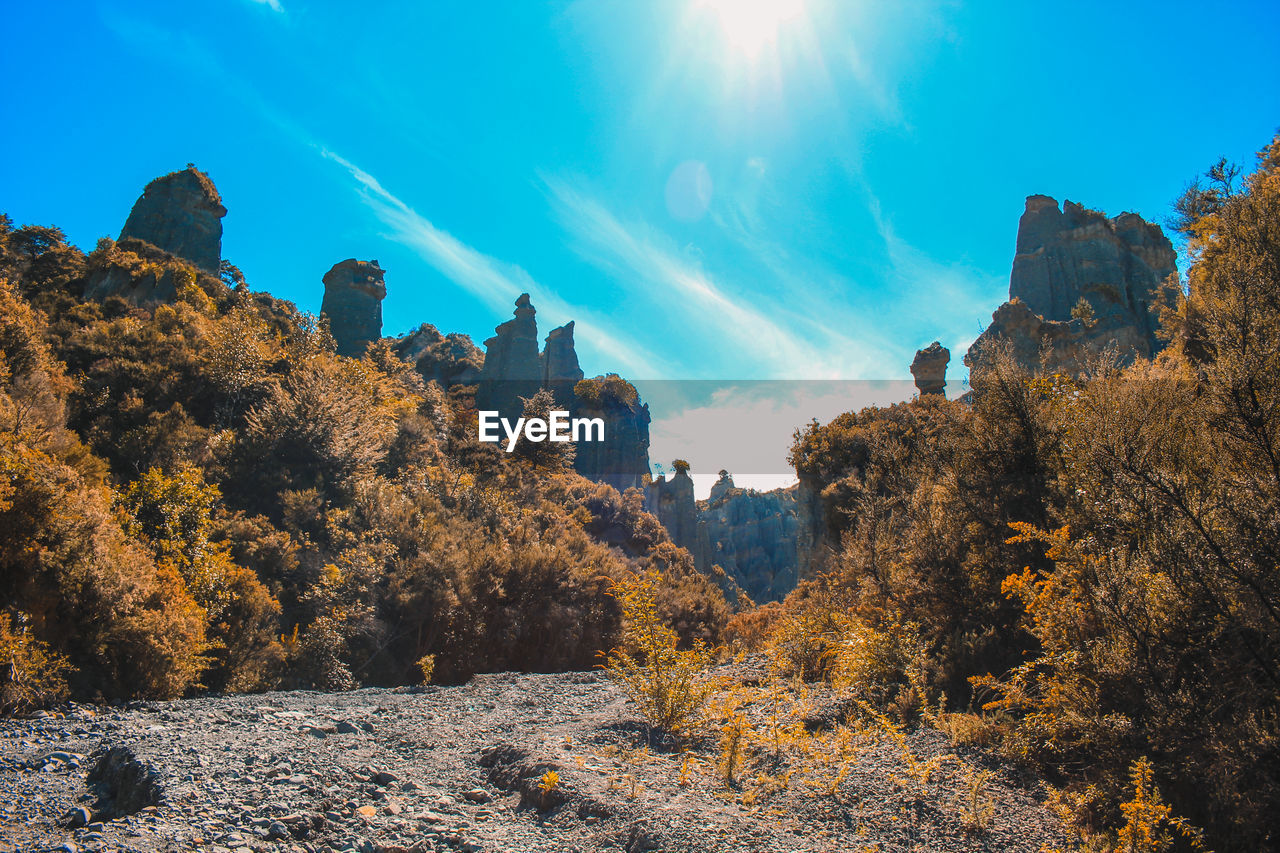 View of trees against rock formation in forest