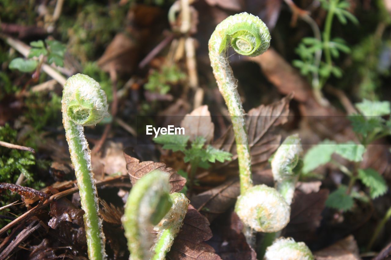 CLOSE-UP OF FRESH GREEN PLANTS