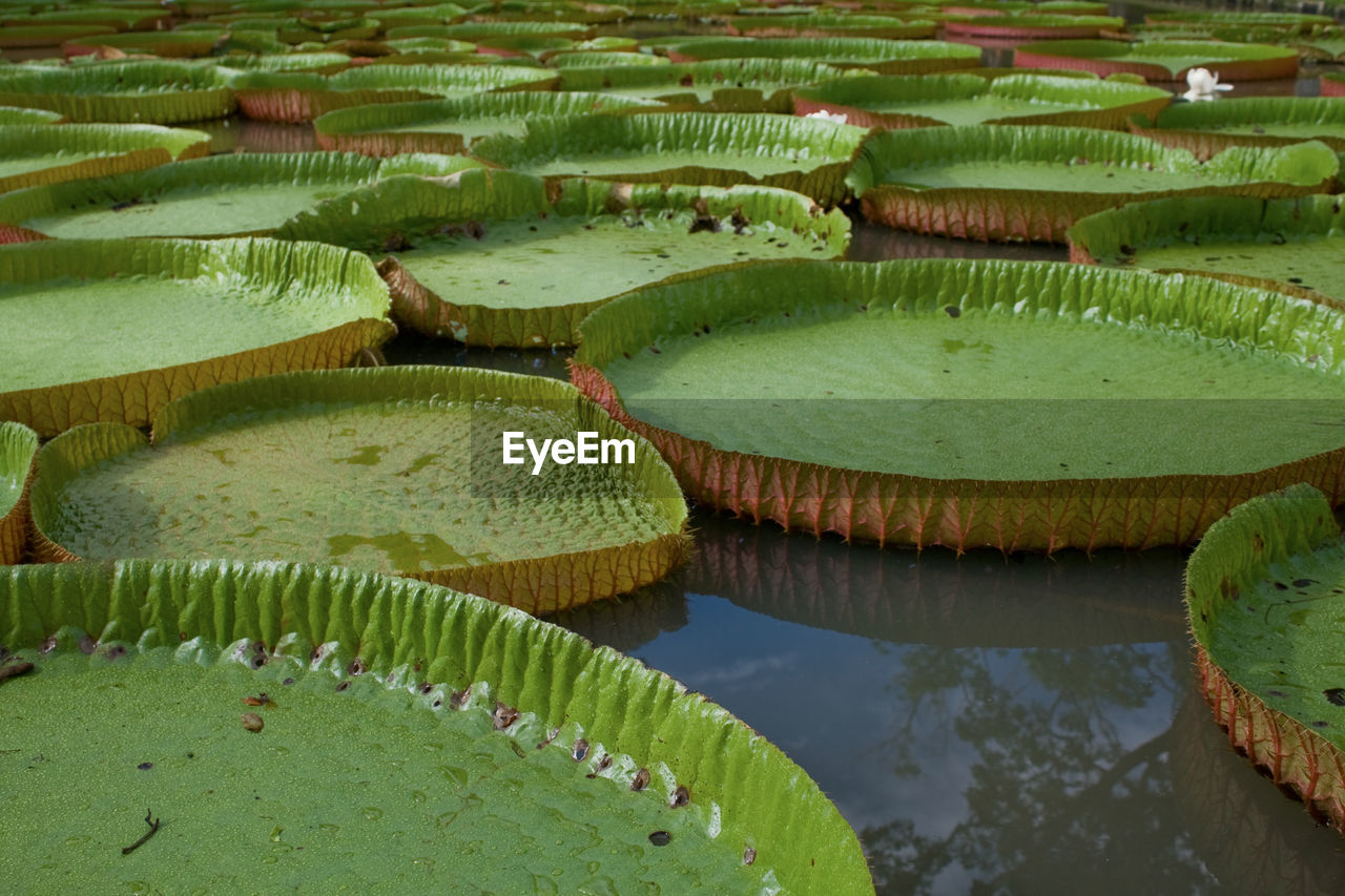 HIGH ANGLE VIEW OF LOTUS WATER IN POND