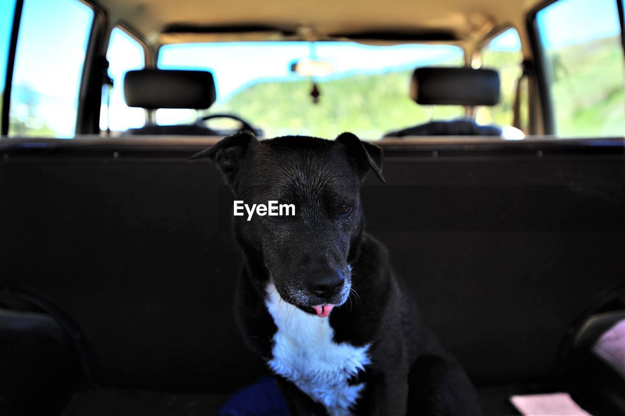 DOG LOOKING THROUGH CAR