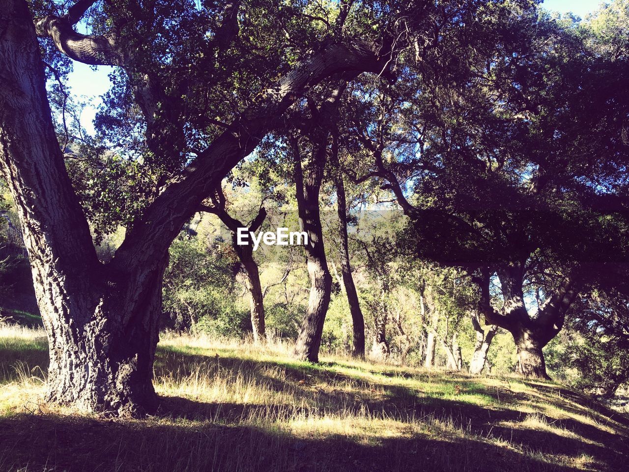 TREES ON FIELD