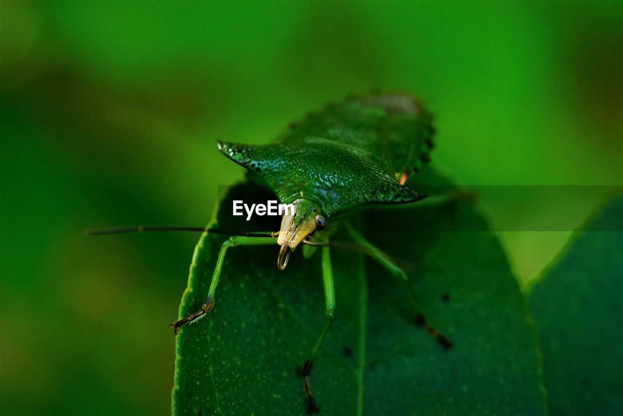 Close-up of green sting bug on leaf
