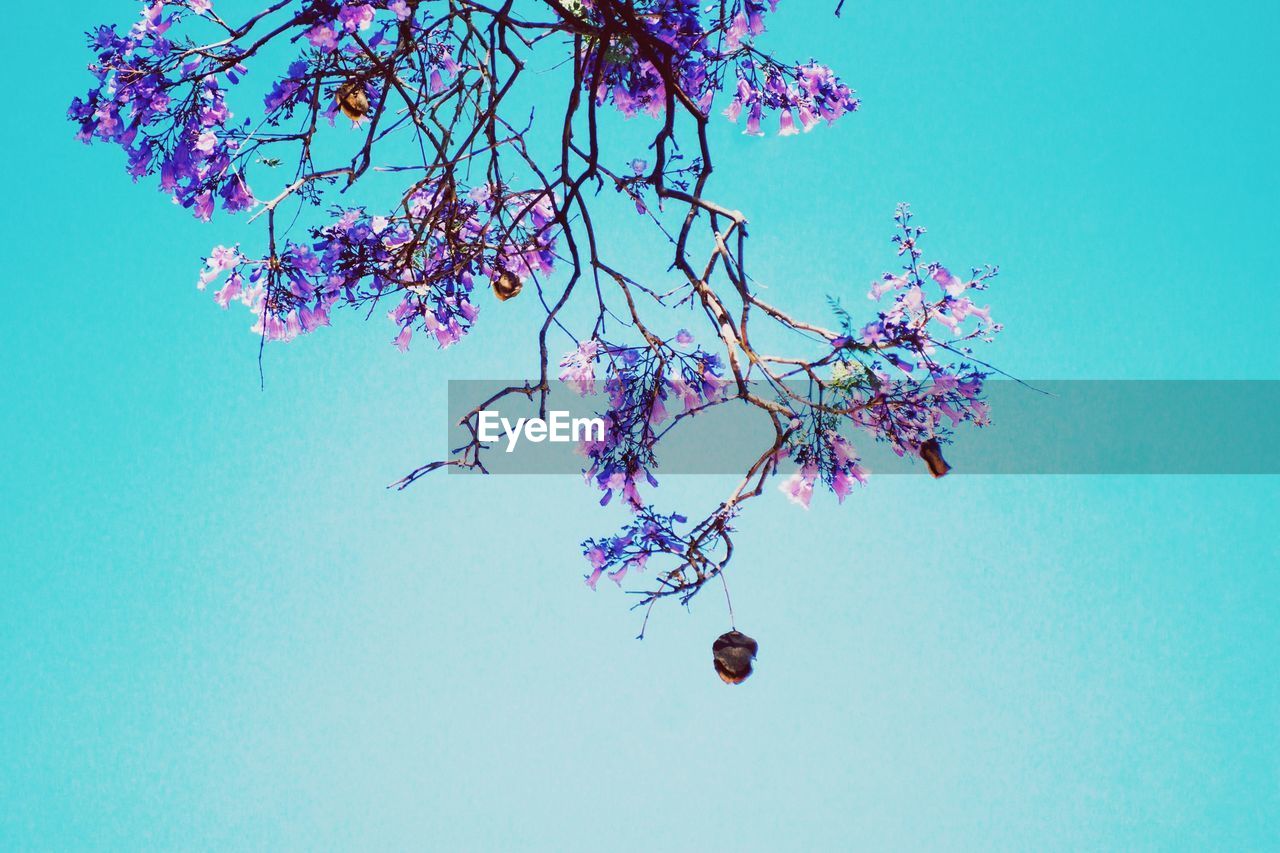 CLOSE-UP OF FLOWER TREE AGAINST BLUE SKY