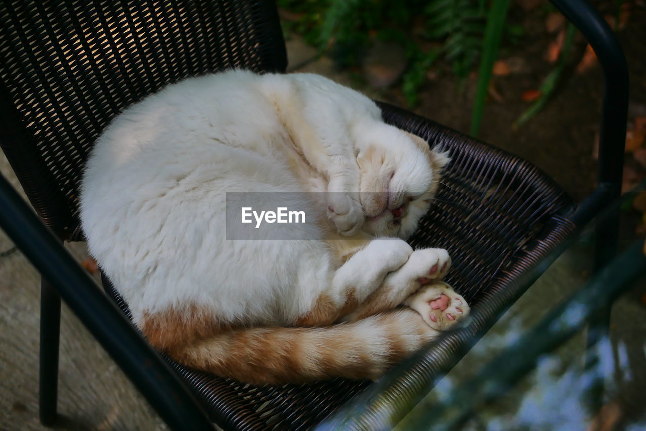 HIGH ANGLE VIEW OF A CAT SLEEPING