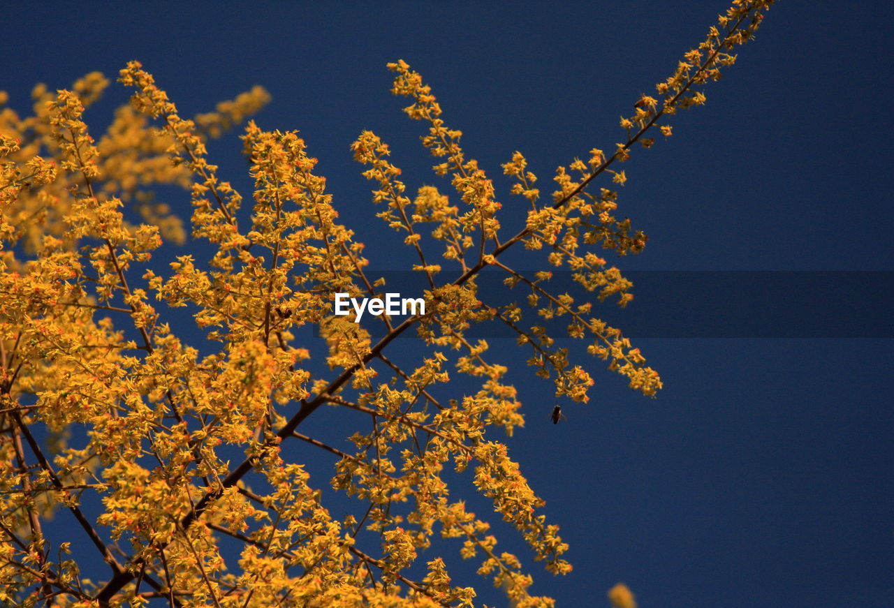 LOW ANGLE VIEW OF YELLOW FLOWER TREE AGAINST SKY