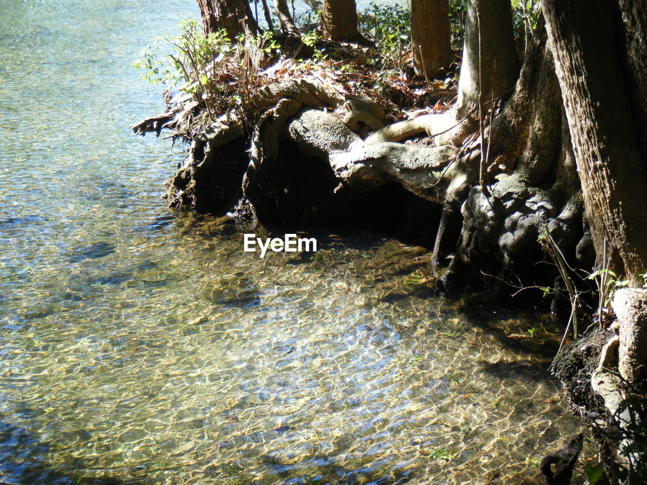 VIEW OF TREES IN WATER