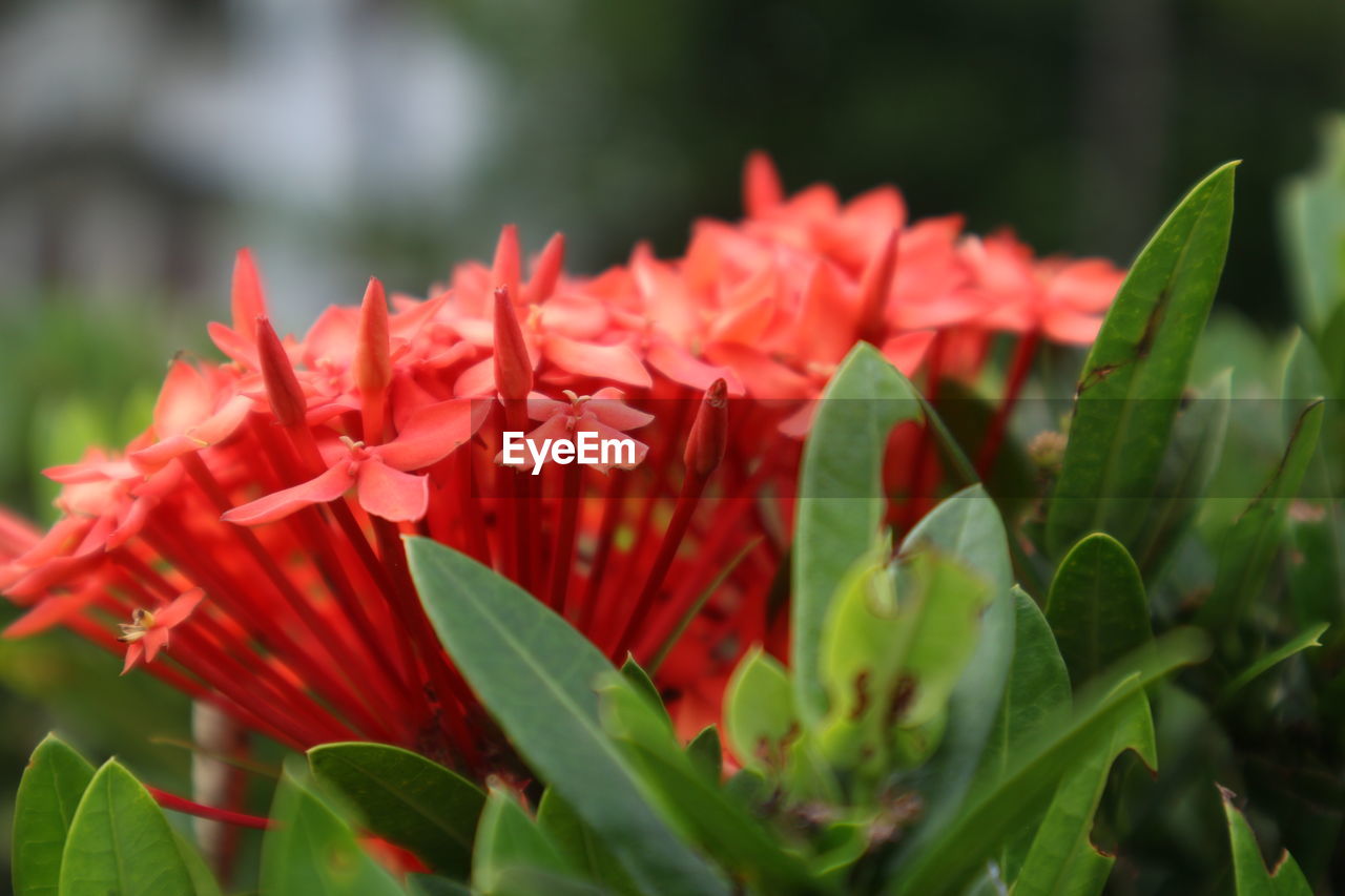 CLOSE-UP OF RED FLOWERS BLOOMING IN PLANT