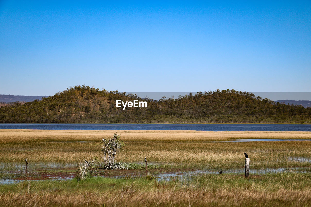 Scenic view of field by lake against clear blue sky