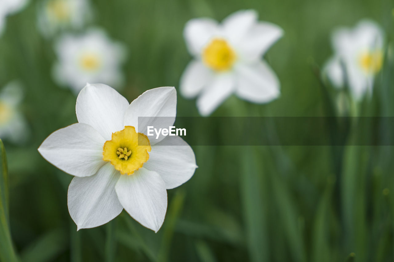 Close-up of white flowering plant