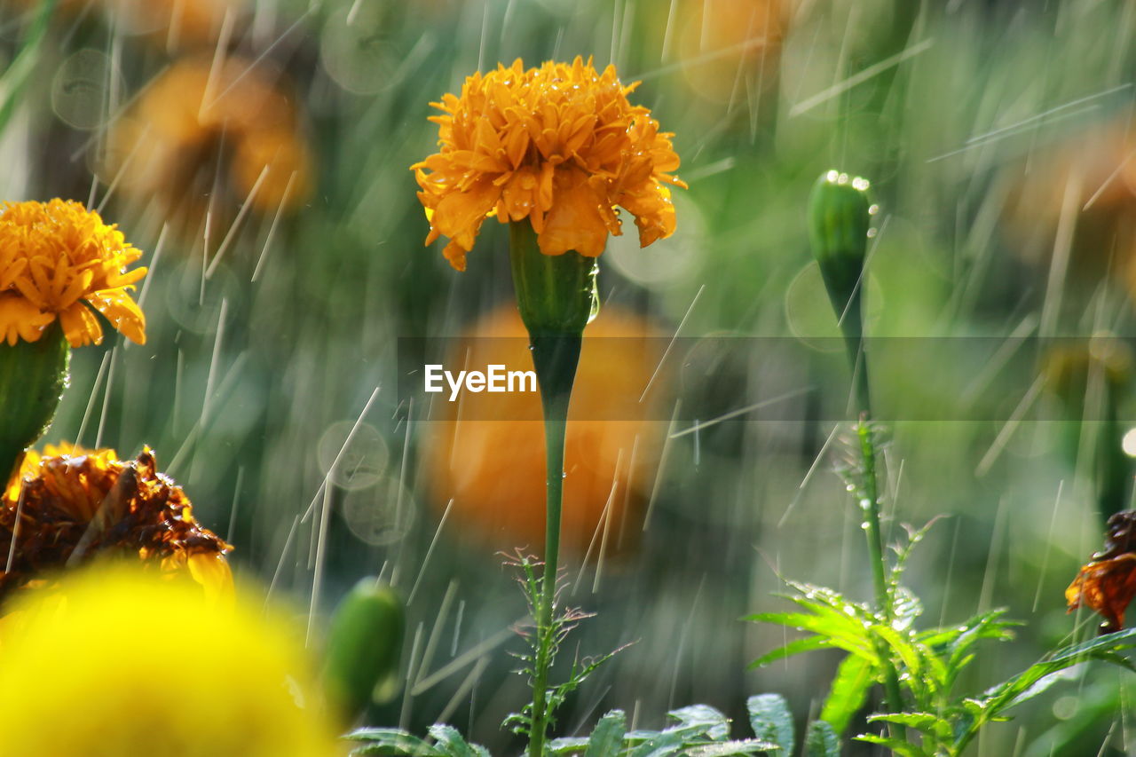 CLOSE-UP OF YELLOW FLOWERING PLANTS OUTDOORS