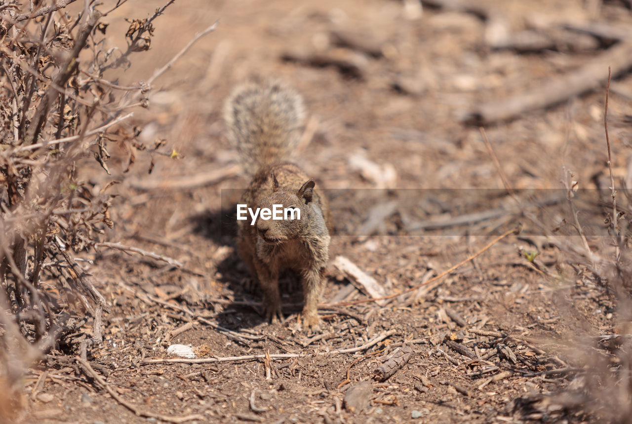 High angle view of squirrel on field