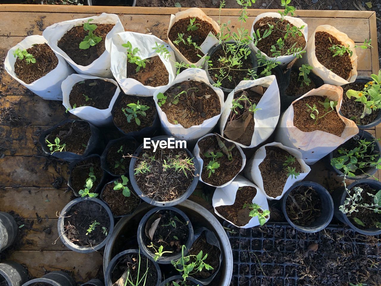 high angle view of plants