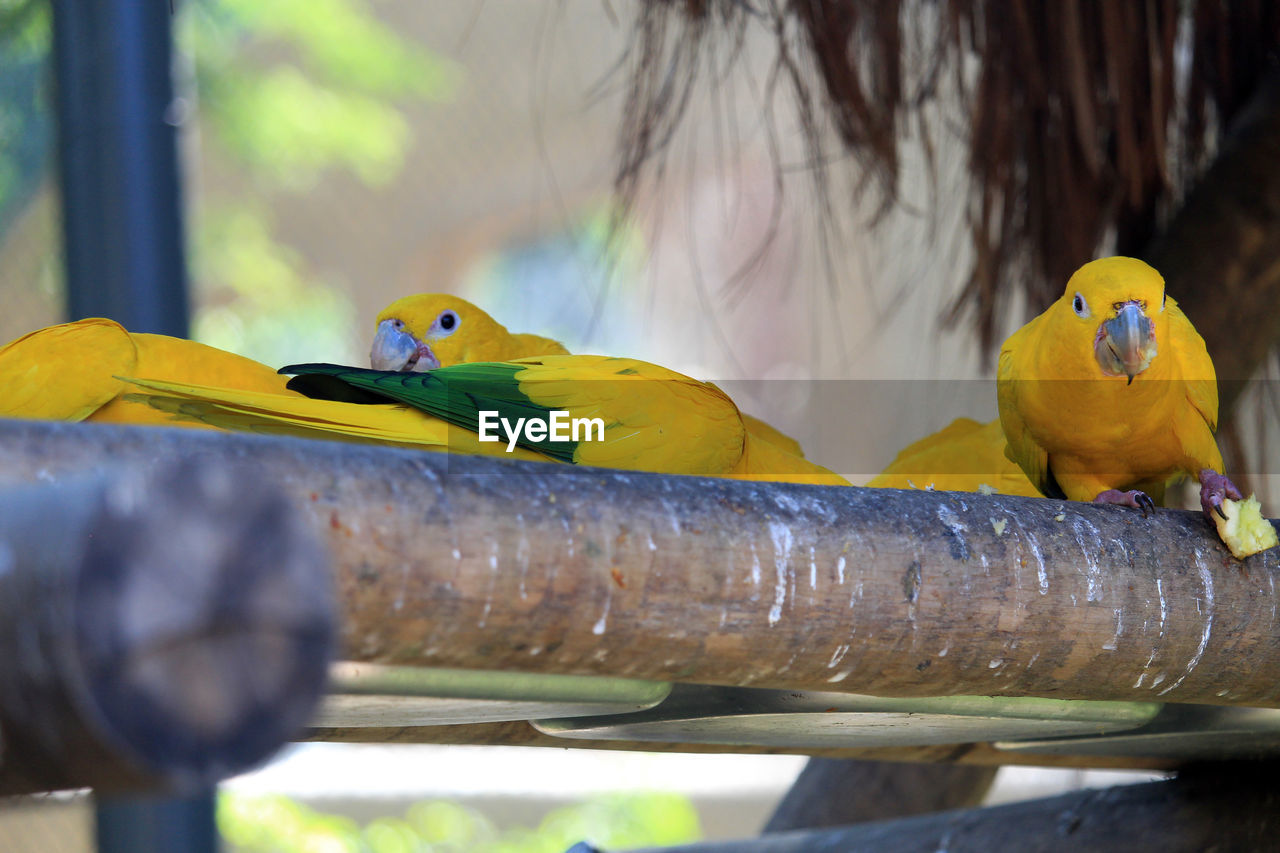 VIEW OF PARROT PERCHING ON YELLOW WOOD