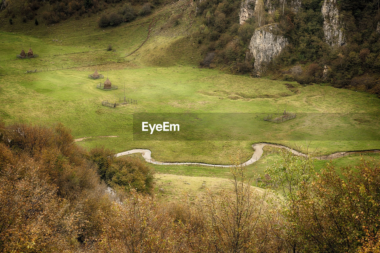 HIGH ANGLE VIEW OF TREES ON LAND