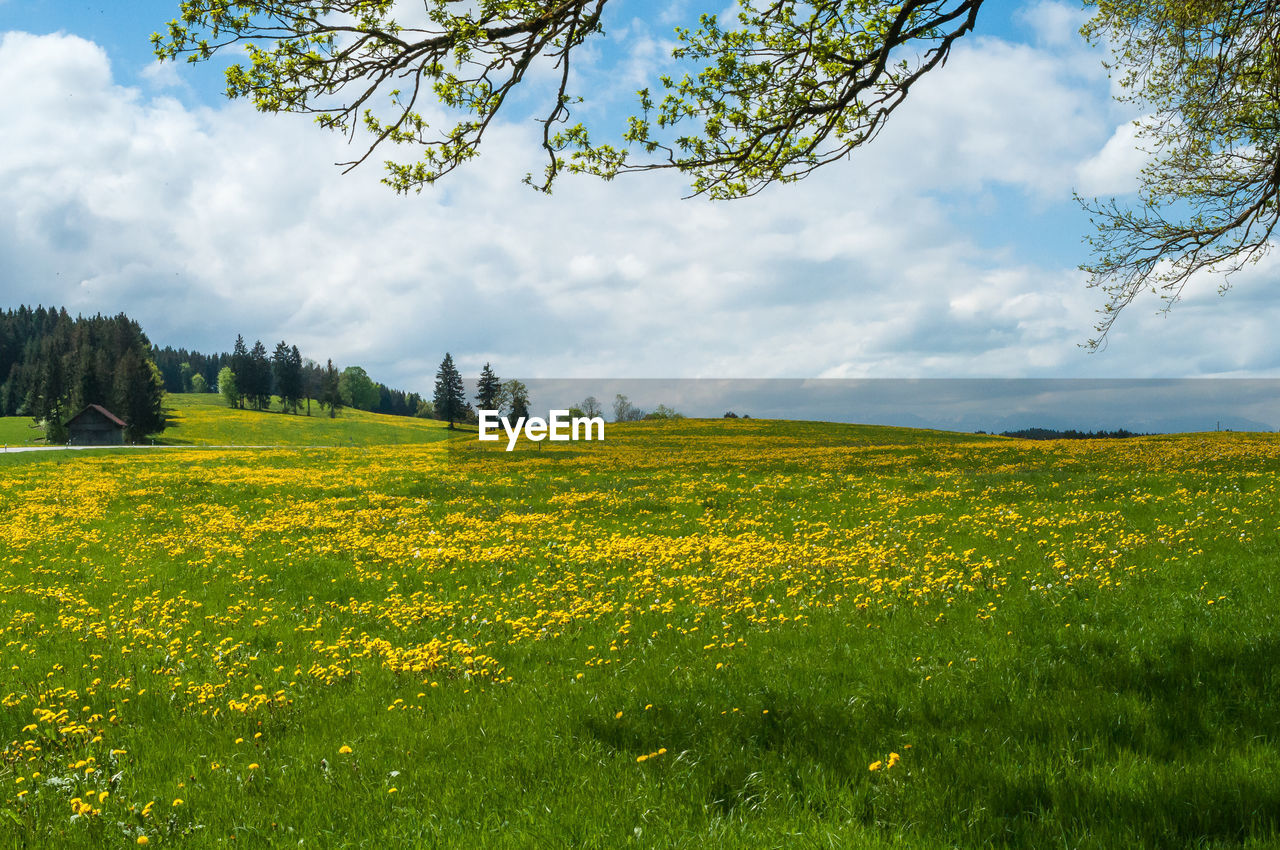 Scenic view of oilseed rape field against sky