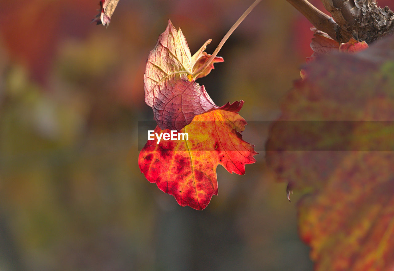 CLOSE-UP OF MAPLE LEAF ON TREE