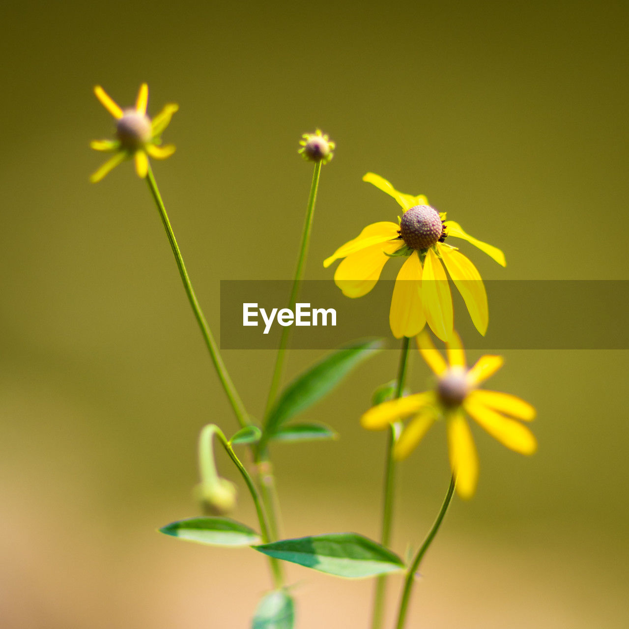 flower, flowering plant, yellow, plant, freshness, beauty in nature, fragility, close-up, flower head, nature, petal, macro photography, growth, insect, green, no people, inflorescence, animal wildlife, plant stem, animal, focus on foreground, animal themes, wildflower, colored background, outdoors, springtime, one animal, selective focus, blossom