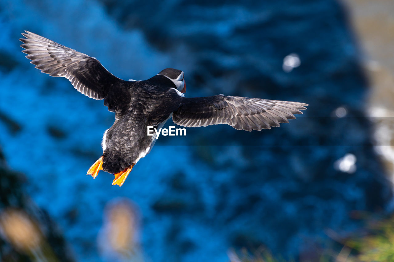 bird, animal, animal themes, flying, animal wildlife, wildlife, spread wings, one animal, bird of prey, animal body part, beak, mid-air, nature, animal wing, motion, eagle, bald eagle, no people, outdoors, water, wing, focus on foreground