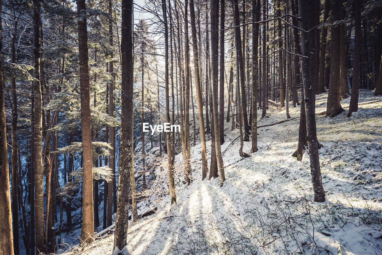 TREES IN FOREST DURING WINTER SEASON