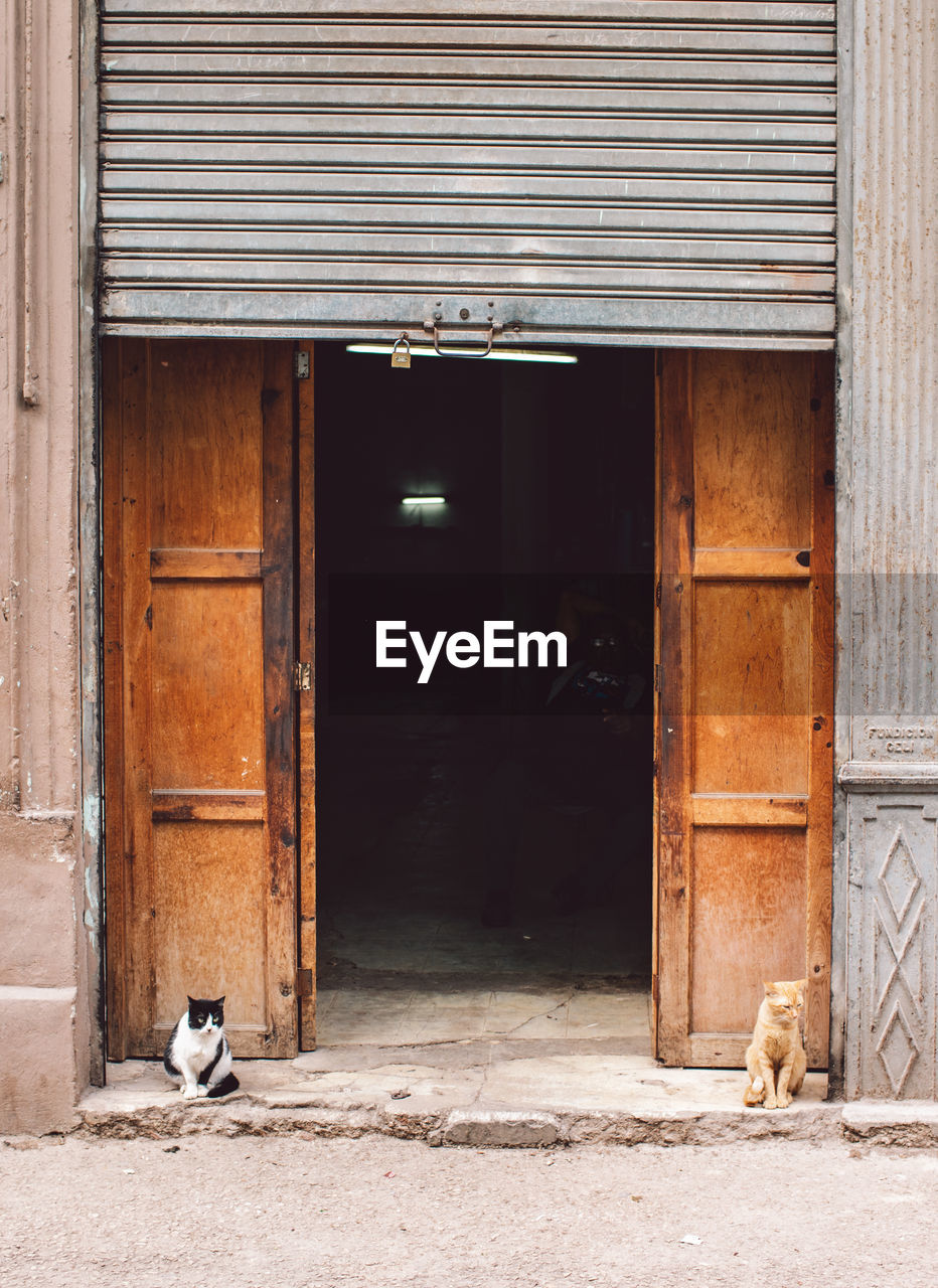 View of two cats in front of building