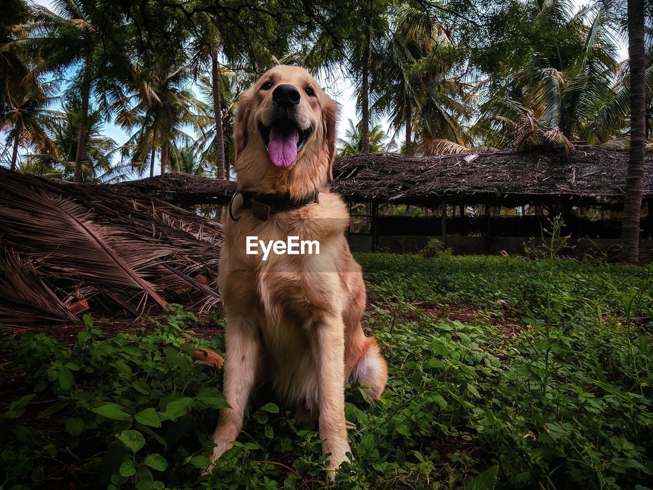 PORTRAIT OF DOG ON GRASS