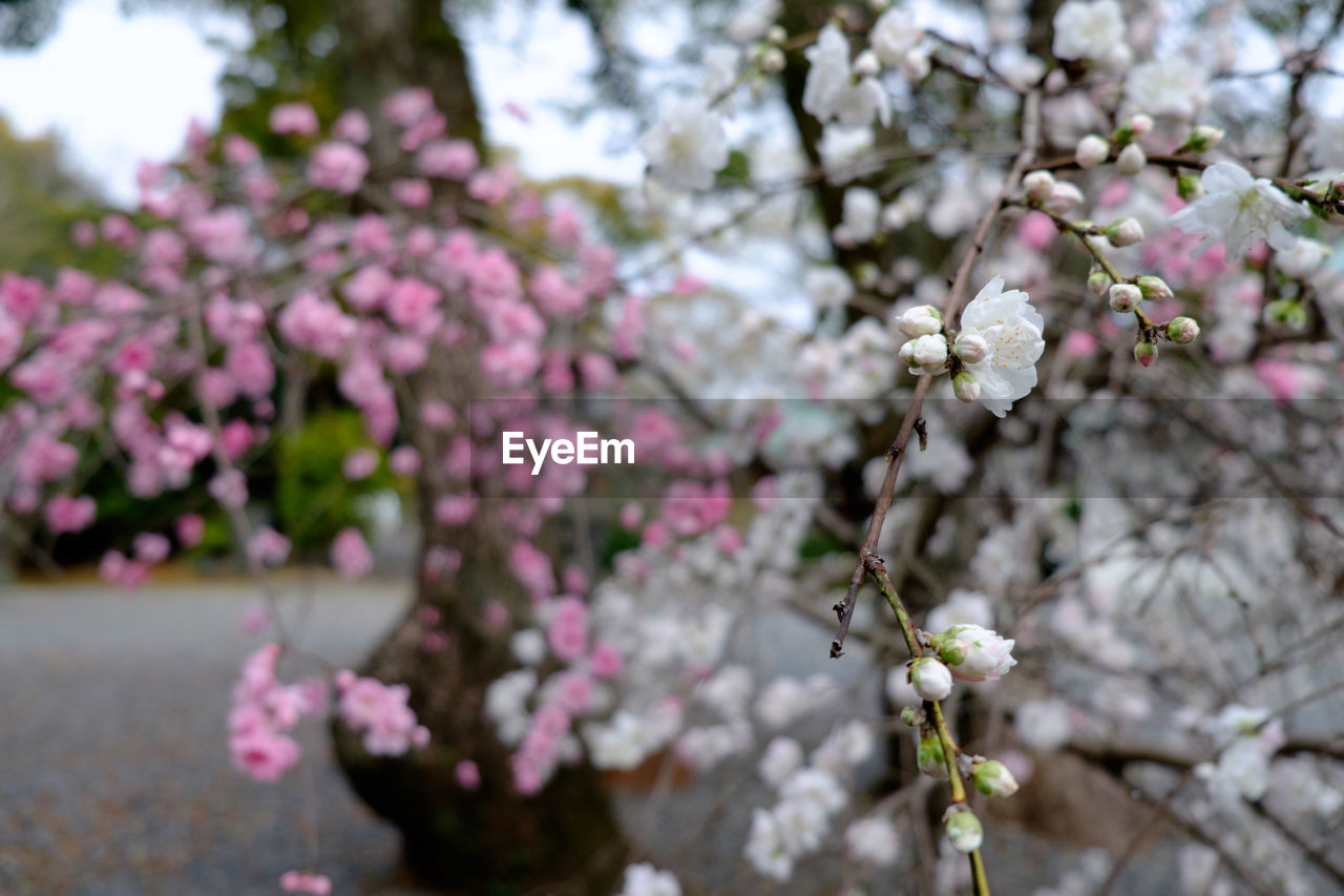 Pink flowers blooming on tree