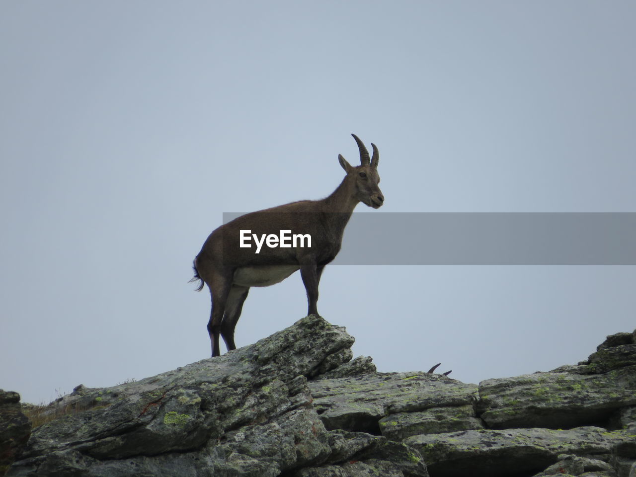 Female ibex standing on rock against clear sky