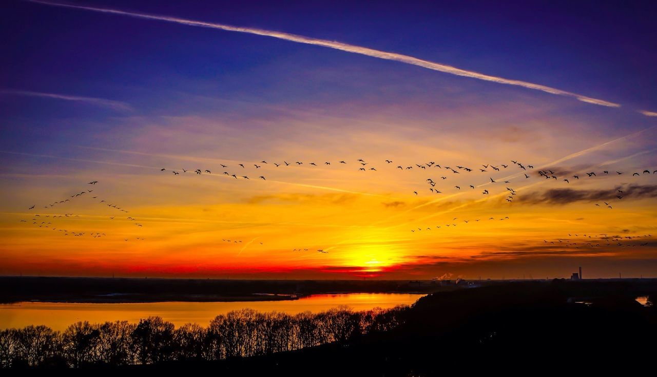 Flock of birds flying at sunset