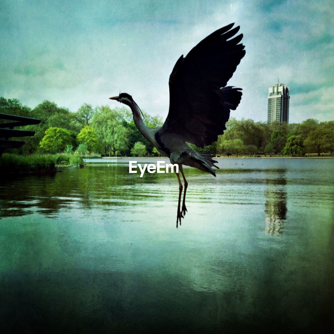Heron flying over lake