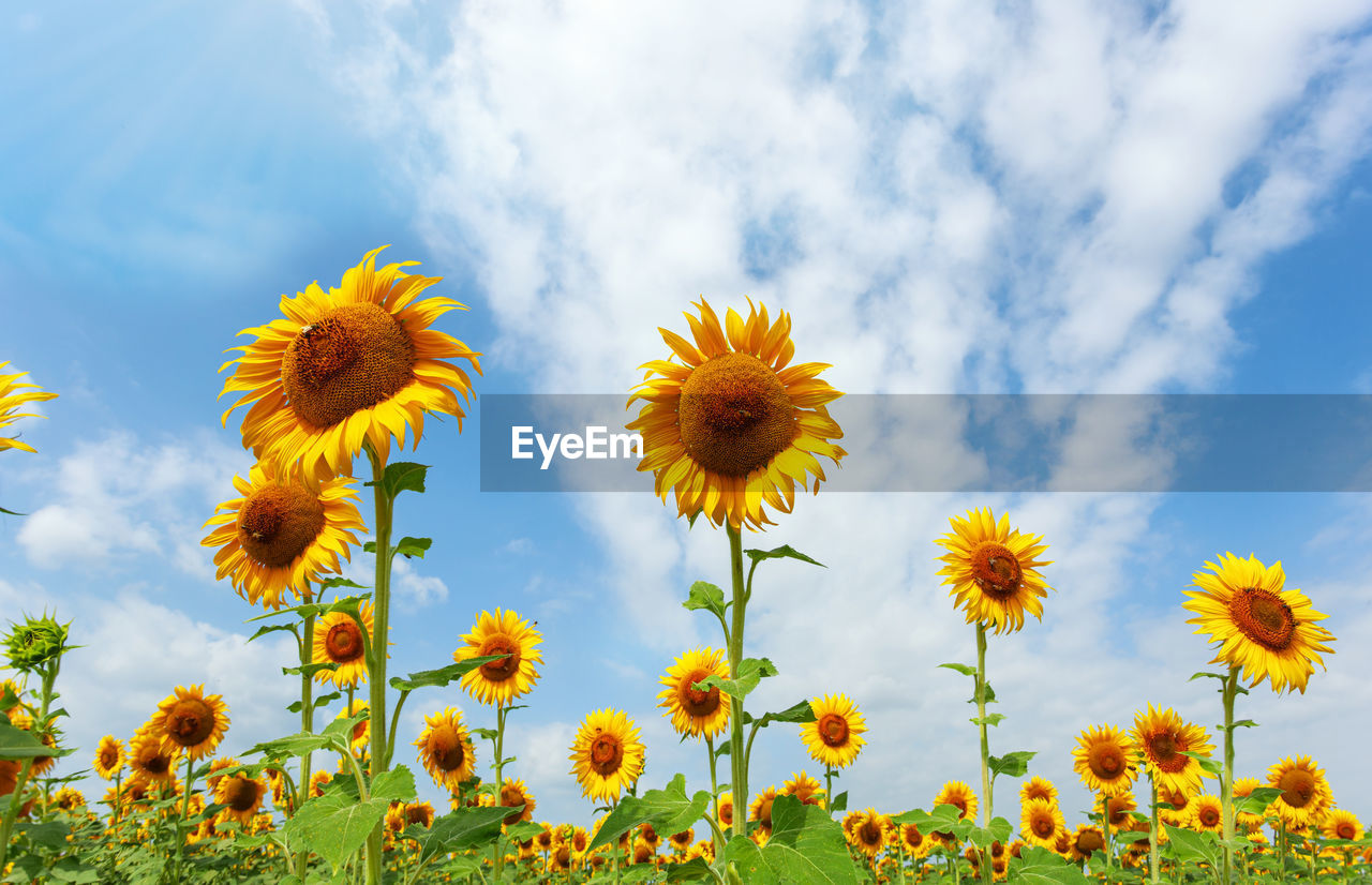 plant, flower, flowering plant, field, sky, freshness, beauty in nature, yellow, cloud, nature, growth, flower head, meadow, landscape, sunflower, inflorescence, rural scene, fragility, land, environment, no people, low angle view, prairie, springtime, petal, summer, outdoors, blue, day, agriculture, close-up, botany, grass, blossom, scenics - nature, plain, sunlight, tranquility, vibrant color, wildflower, grassland, abundance, multi colored, green, non-urban scene, landscaped