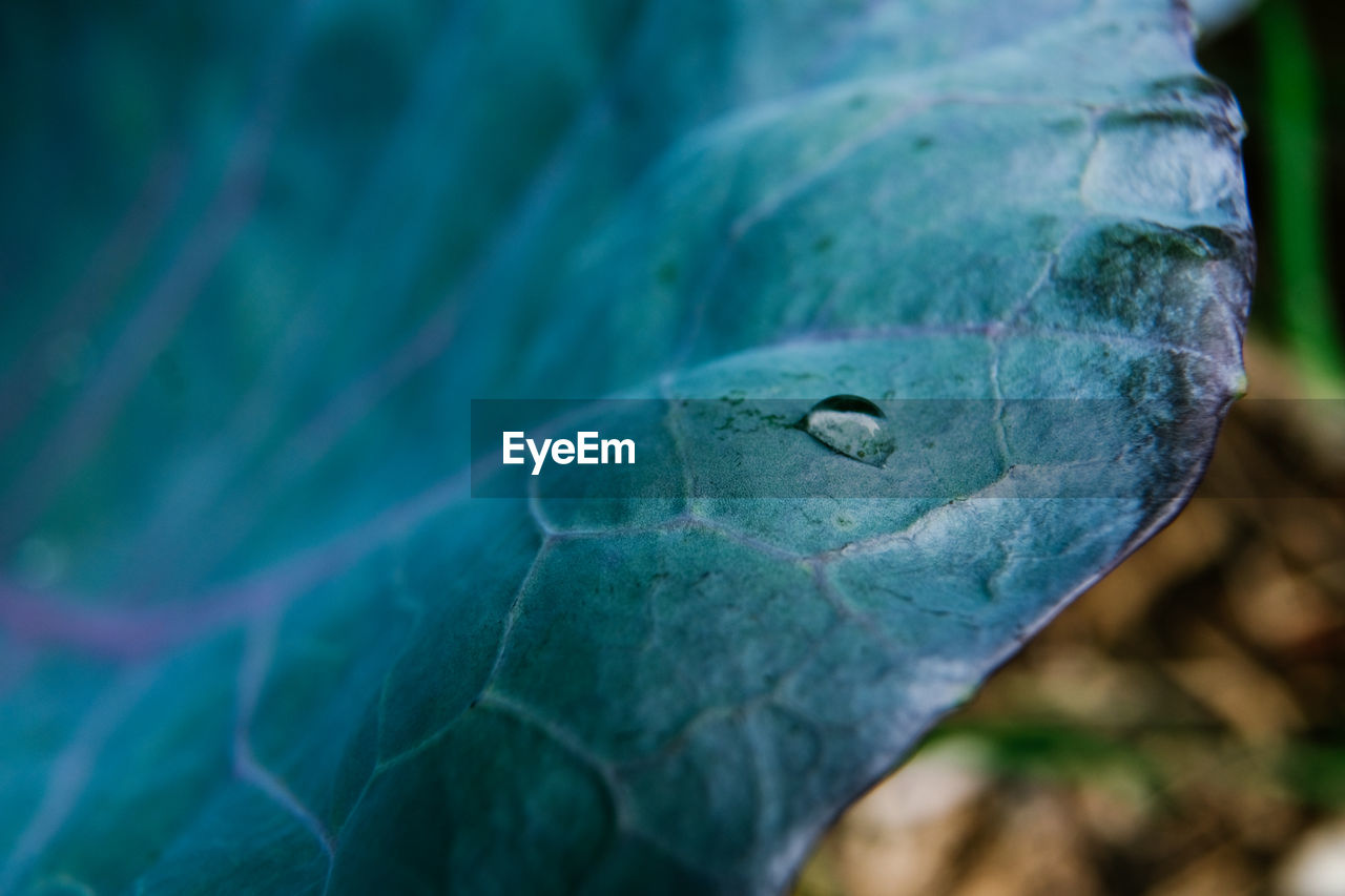 Close-up of water drop on green leaf