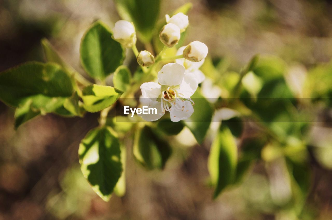 CLOSE-UP OF WHITE FLOWERS