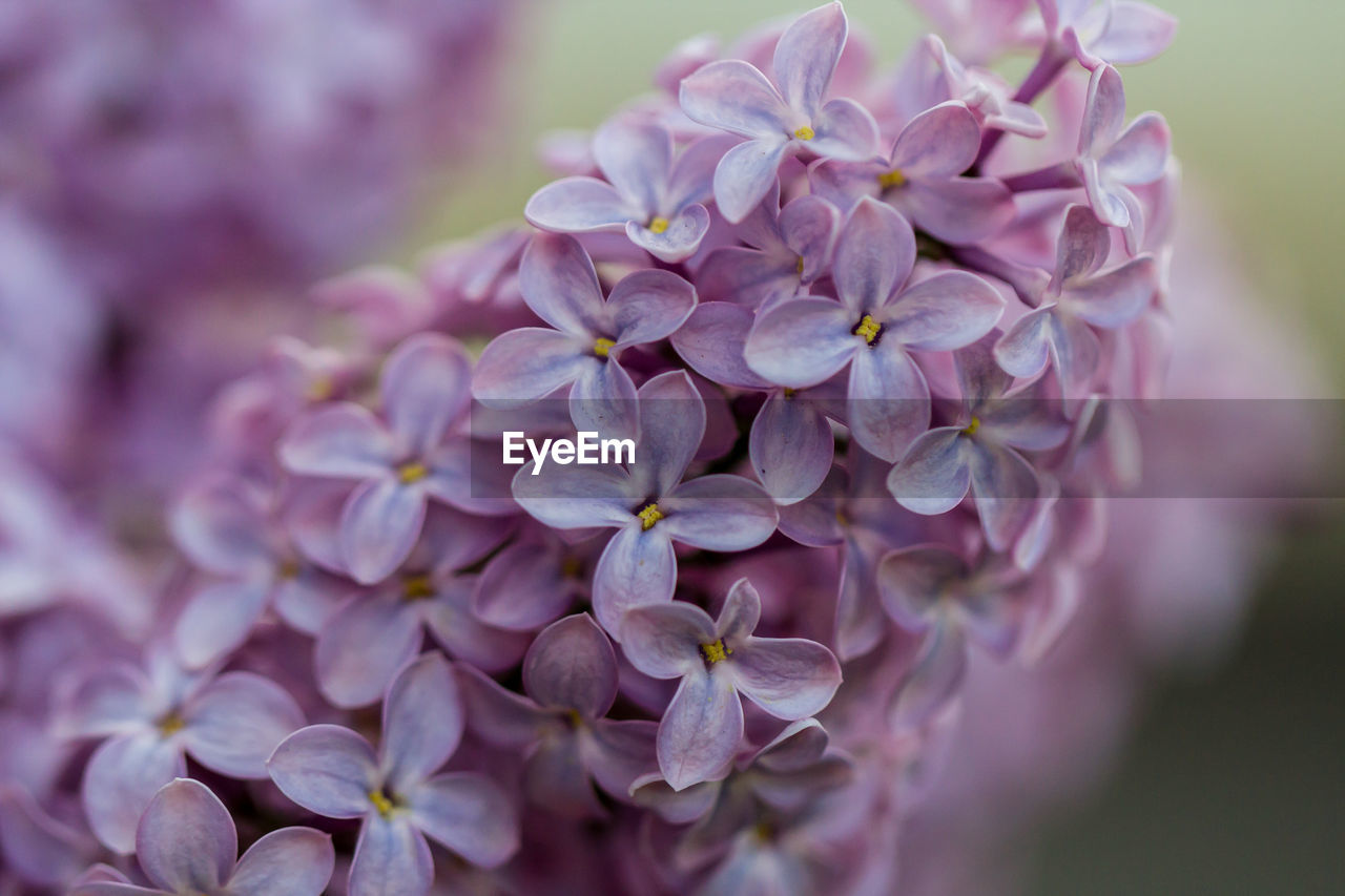 close-up of purple flowering plants