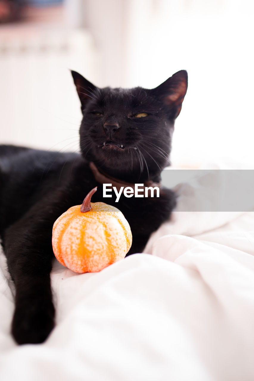 Witch black cat with open mouth showing fangs and pumpkins on the bed. halloween concept
