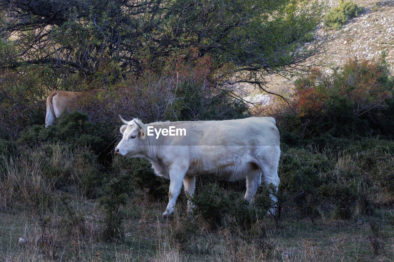 Typical italian bovine breed, native to the piedmont region, in a natural environment