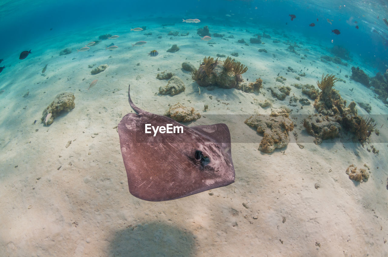 High angle view of stingray swimming in sea
