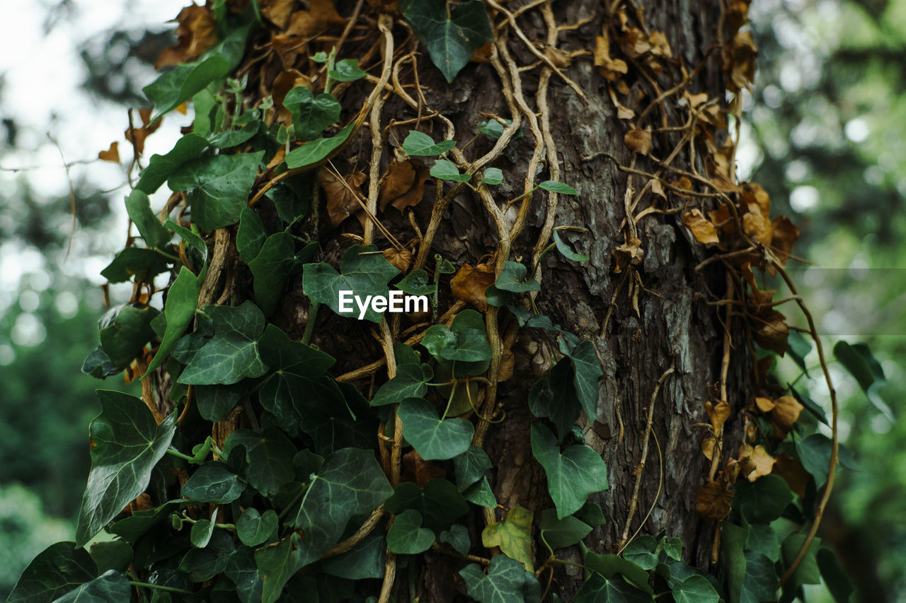 CLOSE-UP OF IVY GROWING ON TREE IN FOREST
