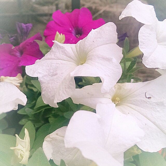 CLOSE-UP OF FLOWERS