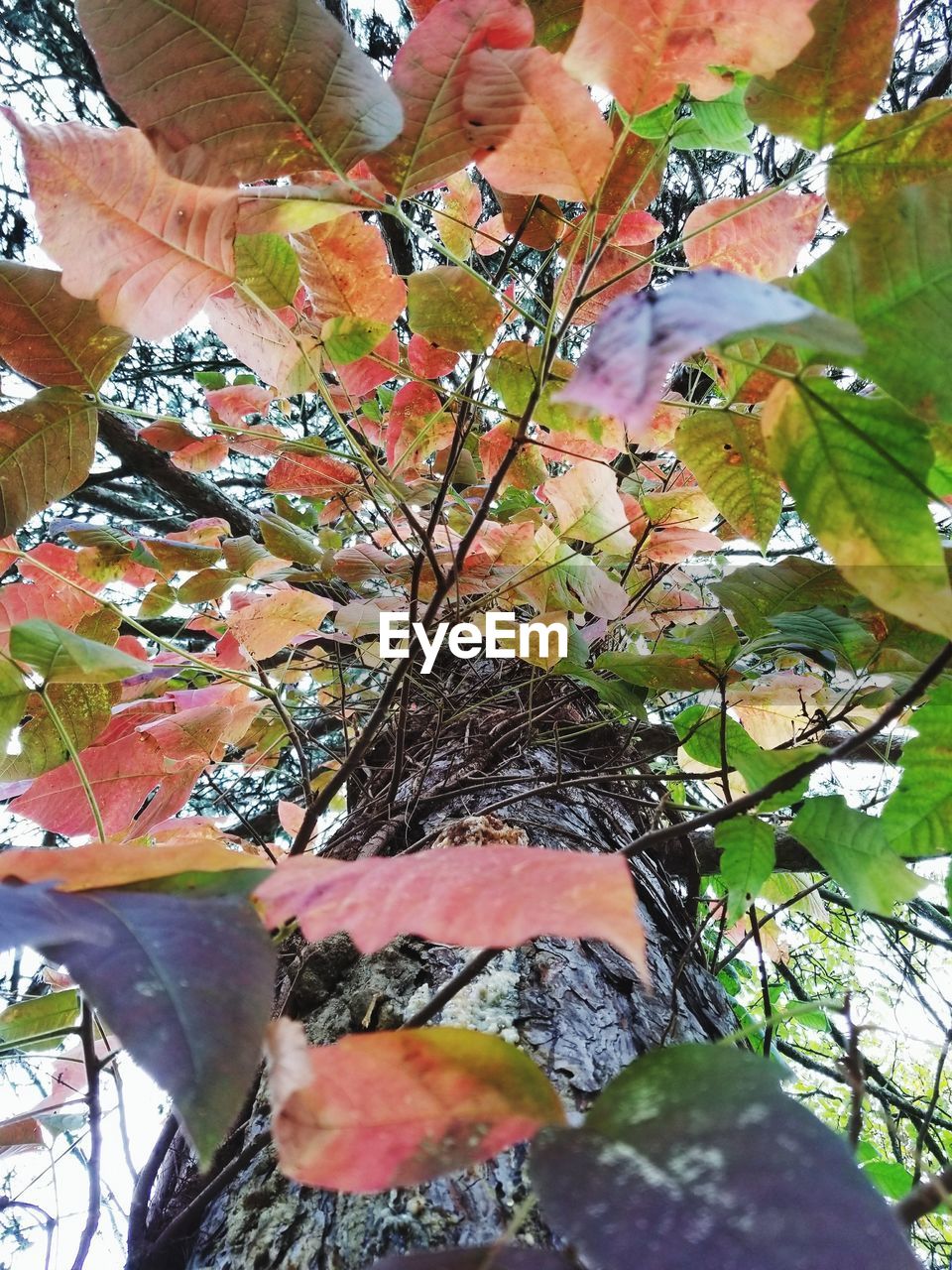 CLOSE-UP OF MAPLE LEAVES ON TREE DURING AUTUMN