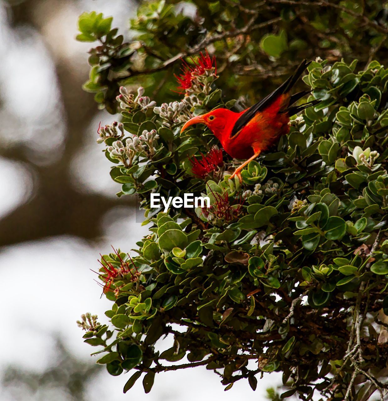 CLOSE-UP OF RED FLOWERS ON PLANT