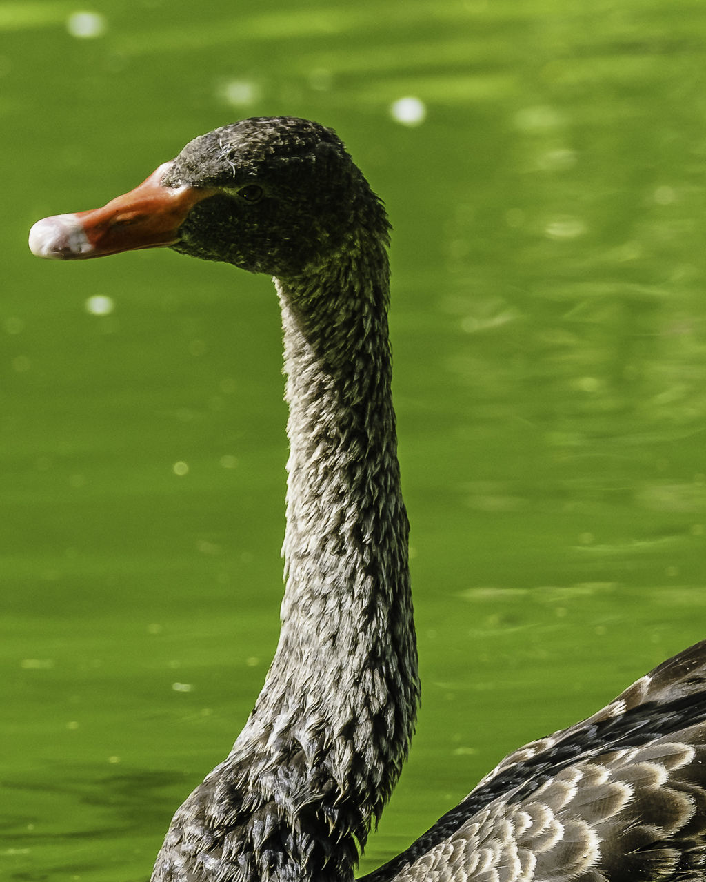 animal themes, animal, animal wildlife, one animal, wildlife, bird, water, beak, lake, ducks, geese and swans, water bird, close-up, black swan, nature, animal body part, no people, green, duck, swimming, day, goose, focus on foreground, swan, outdoors