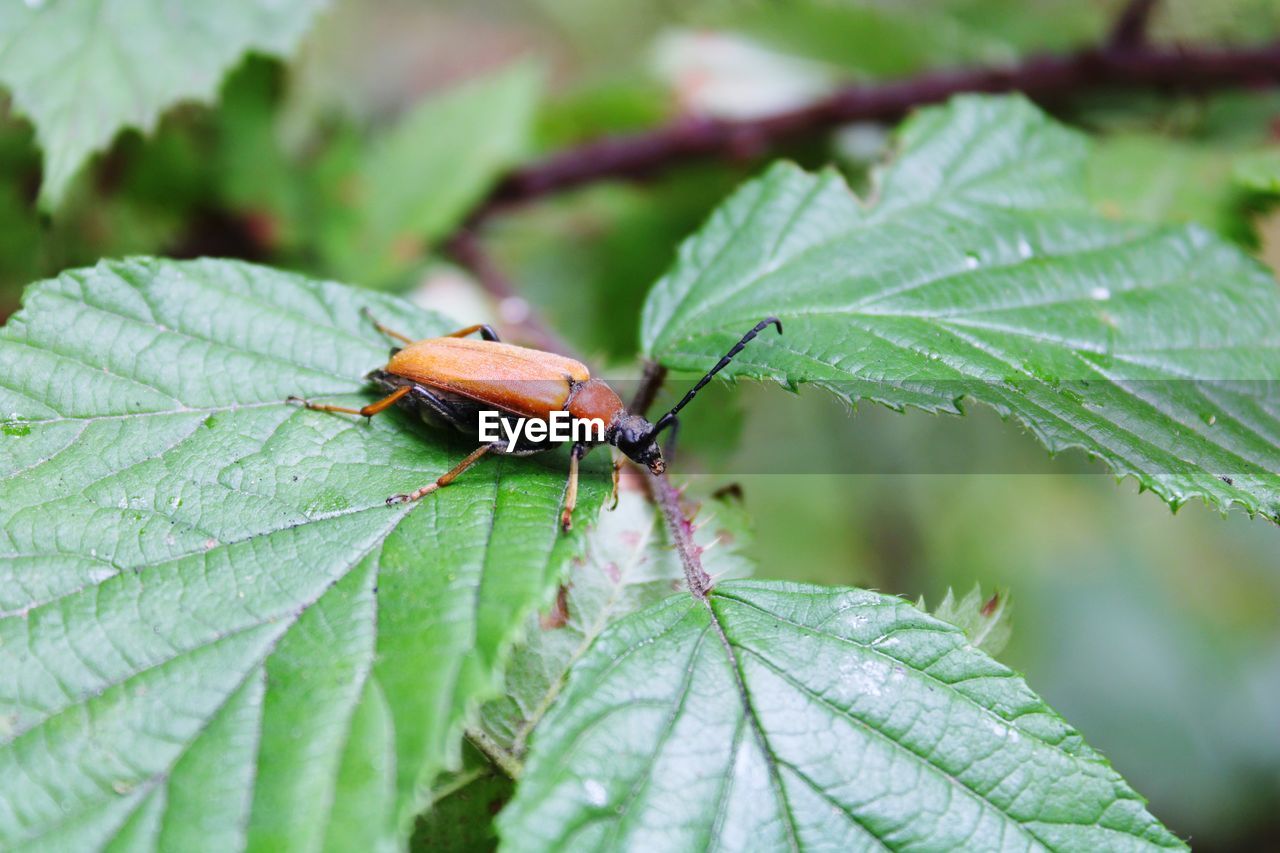 CLOSE-UP OF INSECT ON PLANT