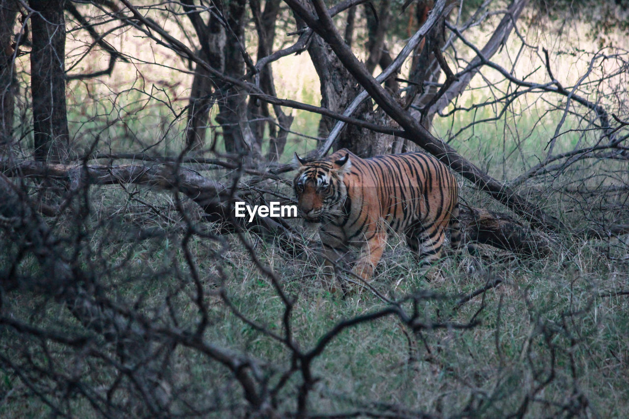 The famous tigress, riddhi spotted in ranthambore national park, rajasthan, india. 